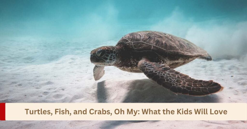 Turtles, Fish, and Crabs, Oh My: What the Kids Will Love